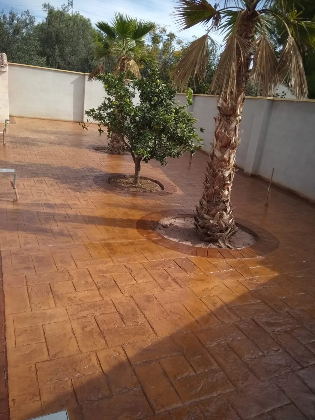 Patio con palmeras y alcorques pavimentado con hormigón impreso